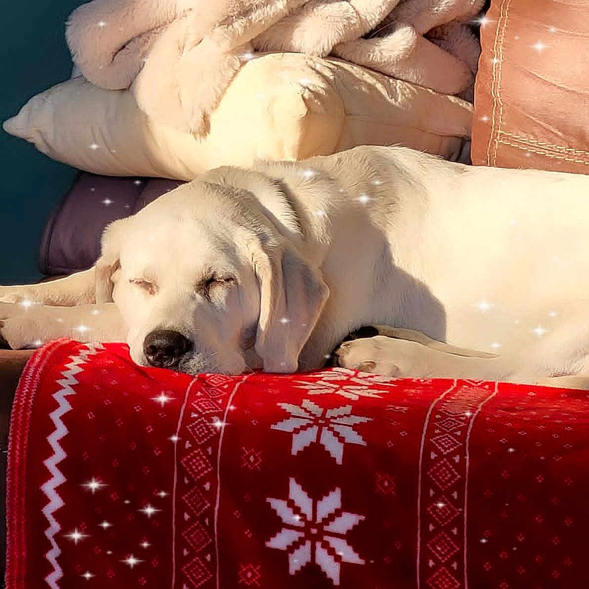 Aliana Leya is registered to the contest to win money with this photo: animal, blanket, comfort, couch, cozy, dog, fur, holiday_theme, home, indoor, peaceful, pet, pillow, red_blanket, relaxation, resting, sleeping, sparkles, warm, white_dog