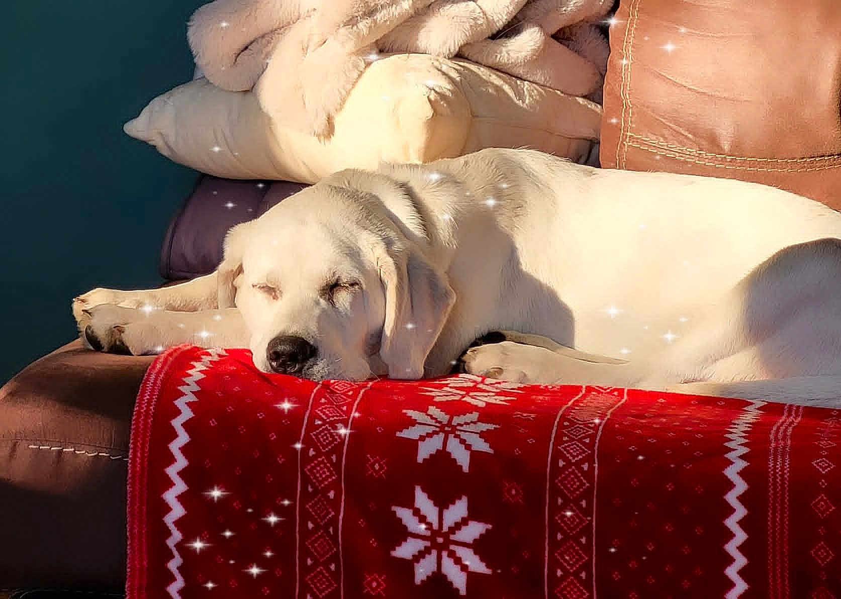 Aliana Leya is registered to the contest to win money with this photo: animal, blanket, comfort, couch, cozy, dog, fur, holiday_theme, home, indoor, peaceful, pet, pillow, red_blanket, relaxation, resting, sleeping, sparkles, warm, white_dog