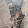 cat, tabby, fluffy, fur, sleepy, relaxed, lounging, couch, cushions, pillow, indoor, home, portrait, pet, animal, whiskers, ears, tail, striped, cozy