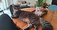 Jul a rejoint le concours — aidez-le/la à gagner de superbes lots ! cat, long_hair, fluffy, gray, tabby, pet, animal, portrait, sitting, lying_down, table, wooden_table, living_room, indoors, flowers, vase, mugs, furniture, home_decor, tail