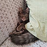 Jul participe au concours pour gagner de l'argent avec cette photo : cat, kitten, brown_fur, green_eyes, sleeping, cuddled, blanket, cushion, couch, indoors, cozy, cute, pet, feline, portrait, relaxed, textile, soft_lighting, hiding, nap