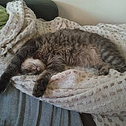 Jul a rejoint le concours — aidez-le/la à gagner de superbes lots ! cat, sleeping, fluffy, long_hair, gray_fur, white_fur, pet, animal, indoor, bed, blanket, cozy, relaxed, nap, sprawled, paws, whiskers, portrait, home, cute