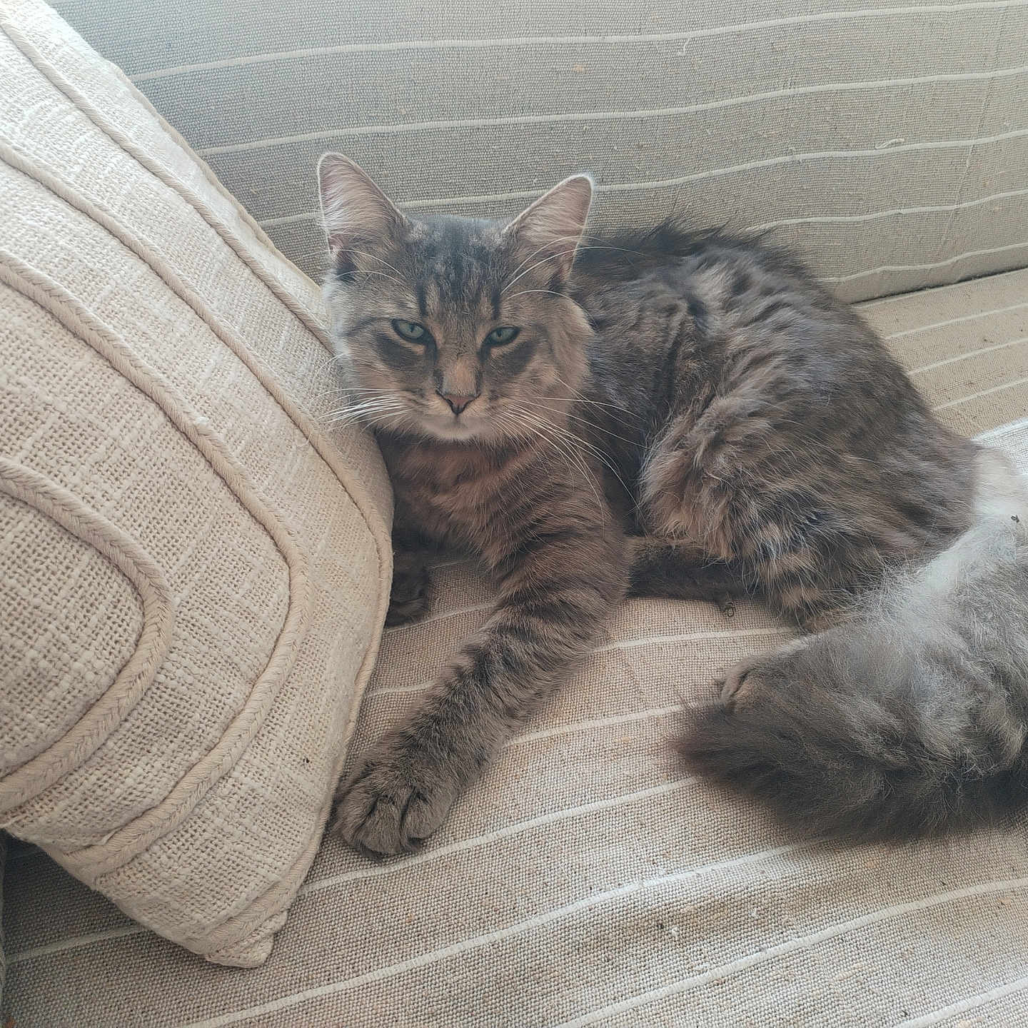 Jul participe au concours pour gagner de l'argent avec cette photo : cat, tabby_cat, fluffy, long_hair, gray_fur, pet, animal, couch, sofa, pillow, cushion, indoors, home, living_room, lounging, lying_down, relaxed, green_eyes, whiskers, portrait