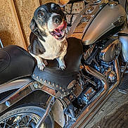 Chicken joined the competition — help win amazing prizes! dog, motorcycle, leather_seat, garage, wooden_wall, chrome, black_and_white, pet, animal, vehicle, wheel, handlebar, mirror, engine, floor, tongue_out, seat, metal, reflection, indoor