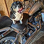 dog, motorcycle, leather_seat, garage, wooden_wall, chrome, black_and_white, pet, animal, vehicle, wheel, handlebar, mirror, engine, floor, tongue_out, seat, metal, reflection, indoor