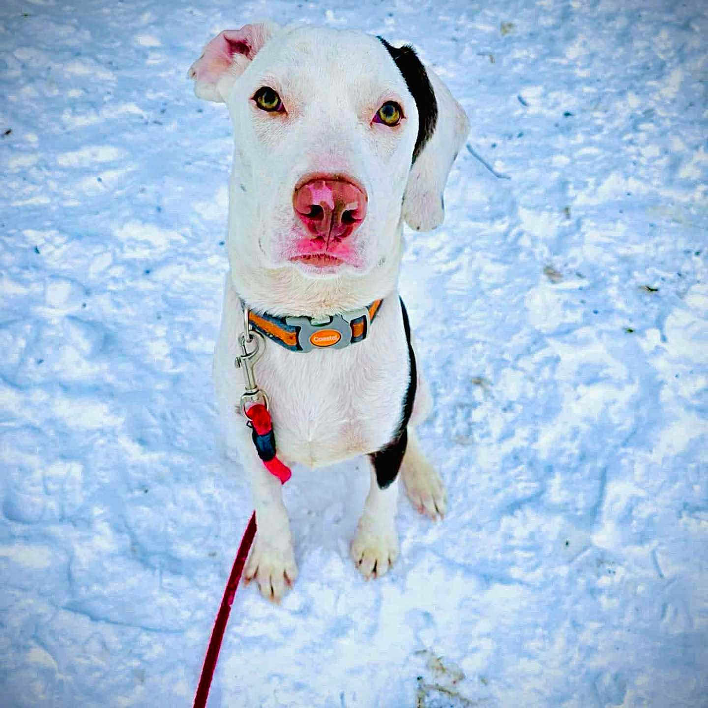 Milo is registered to the contest to win money with this photo: accessories, animal, bulldog, canine, dog, face, head, hound, leash, nature, outdoors, person, pet, photography, pitbull, puppy, snout, snow, strap, whitedog