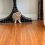 Mango joined the competition — help win amazing prizes! animal, cat, curtain, cute, decor, domestic_cat, feline, floor, flooring, furniture, home, indoor, kitten, pet, small_cat, table_base, wall, wood, wood_floor, young_cat