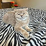 Mango is registered to the contest to win money with this photo: animal, bed, bedding, cat, cozy, cute, domestic_animal, feline, fur, home, indoor, light, mammal, paws, pet, relaxed, resting, striped, whiskers, zebra_stripes