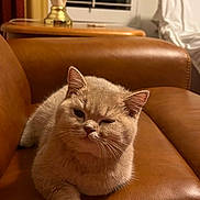 Mango is registered to the contest to win money with this photo: animal, brown, cat, couch, cozy, cute, ears, feline, furniture, home, indoor, lamp, leather, paw, pet, relaxed, resting, whiskers, window, winking