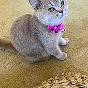 Mango joined the competition — help win amazing prizes! cat, gray_cat, bow_collar, pet, indoor, carpet, woven_basket, curious, feline, cute, domestic_cat, whiskers, sitting, close_up, fur, animal, companion, home, collar, pink