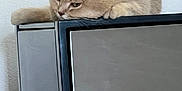 Mango joined the competition — help win amazing prizes! animal, appliance, beige, cat, closeup, contemplative, ears, feline, fur, home, indoor, lazy, metallic, paws, pet, quiet, relaxed, resting, side_view, whiskers