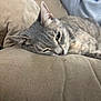 Dove is registered to the contest to win money with this photo: cat, gray_tabby, couch, beige, person, sweatshirt, relaxed, indoor, pet, whiskers, sleepy, feline, closeup, fur, eye, face, living_room, resting, domestic_animal, casual