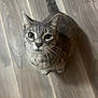 Dove joined the competition — help win amazing prizes! cat, tabby, pet, animal, whiskers, floor, wooden_floor, indoor, feline, cute, curious, sitting, tail, ears, eyes, fur, domestic, looking_up, mammal, house