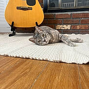 Dove joined the competition — help win amazing prizes! cat, gray_tabby, acoustic_guitar, white_rug, wooden_floor, brick_wall, window, indoor, relaxed, pet, animal, feline, laying_down, guitar_stand, home_interior, flooring, quiet, cozy, domestic, resting