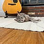 cat, gray_tabby, acoustic_guitar, white_rug, wooden_floor, brick_wall, window, indoor, relaxed, pet, animal, feline, laying_down, guitar_stand, home_interior, flooring, quiet, cozy, domestic, resting