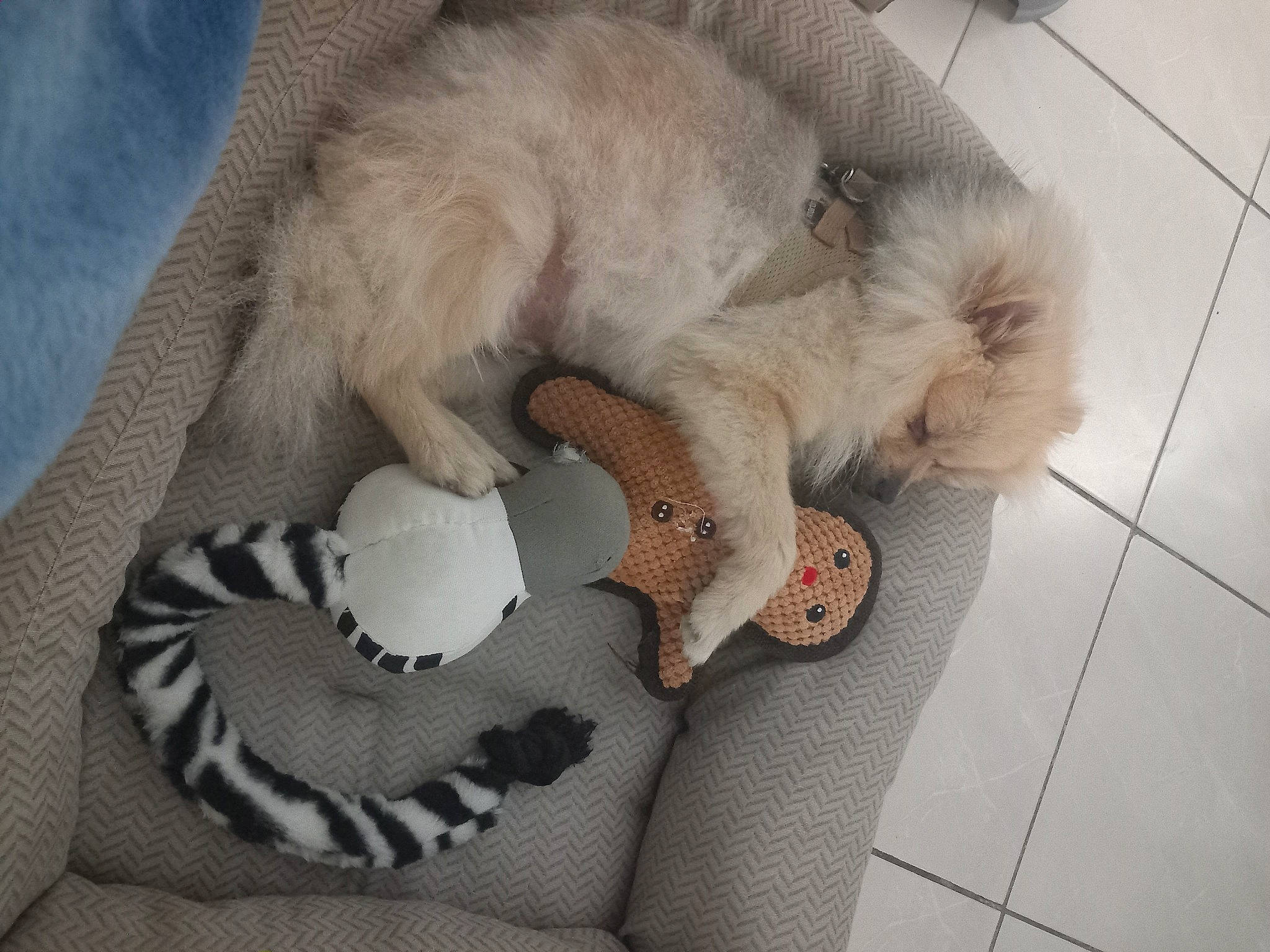 Cooky participe au concours pour gagner de l'argent avec cette photo : canidae, carnivore, cat, claw, comfort, companion_dog, dog_breed, fawn, felidae, flooring, fur, linens, nap, paw, small_to_medium_sized_cats, stuffed_toy, tail, toy, toy_dog, whiskers