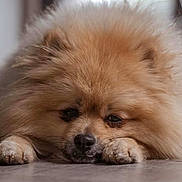 Cooky participe au concours pour gagner de l'argent avec cette photo : adorable, animal, canine, close_up, cute, dog, domestic_animal, face, floor, fluffy, fur, indoor, lying_down, paws, pet, pomeranian, portrait, resting, small_dog, tile