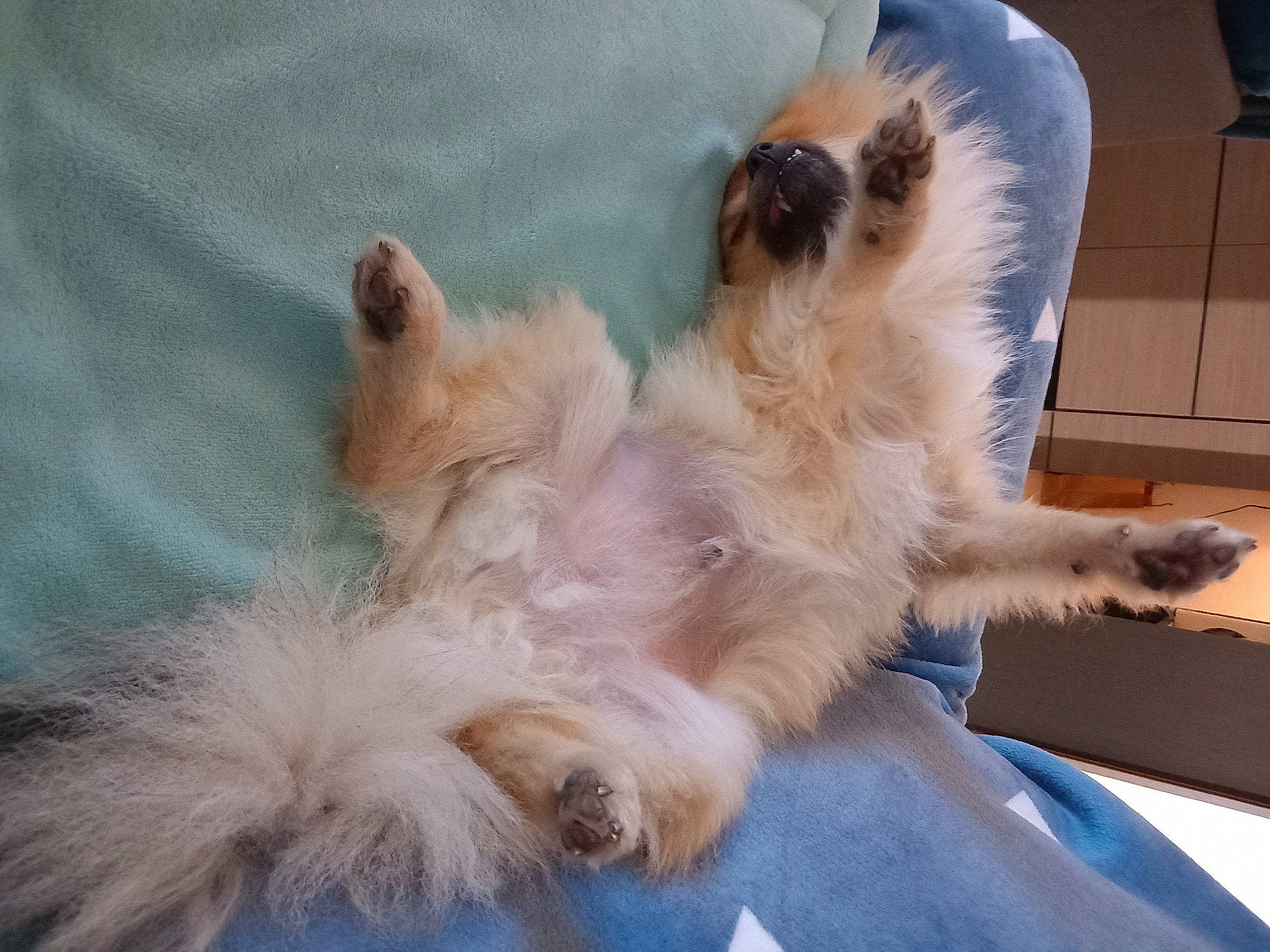 Cooky participe au concours pour gagner de l'argent avec cette photo : canidae, carnivore, claw, comfort, companion_dog, dog, dog_breed, fawn, felidae, fur, nap, paw, small_terrier, snout, sporting_group, tail, terrier, toy_dog, whiskers, working_dog