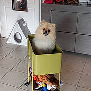 Cooky a rejoint le concours — aidez-le/la à gagner de superbes lots ! animal, cabinet, cart, cozy, curious, cute, decor, dog, door, floor, furniture, home, indoor, mirror, pet, pet_toys, pomeranian, small_dog, tile, toy