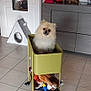 animal, cabinet, cart, cozy, curious, cute, decor, dog, door, floor, furniture, home, indoor, mirror, pet, pet_toys, pomeranian, small_dog, tile, toy
