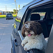 Piggy is registered to the contest to win money with this photo: dog, pet, car, window, curly_fur, tongue_out, happy, outdoor, sunny, blue_sky, suburban, vehicle, black_car, fur, animal, canine, transportation, daytime, leisure, friendly