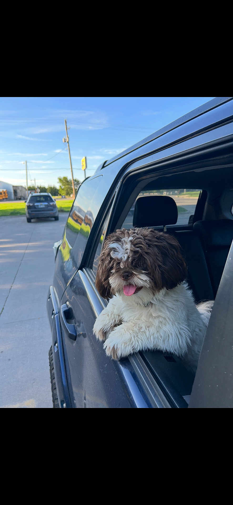 Piggy is registered to the contest to win money with this photo: dog, pet, car, window, curly_fur, tongue_out, happy, outdoor, sunny, blue_sky, suburban, vehicle, black_car, fur, animal, canine, transportation, daytime, leisure, friendly