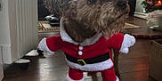 Peppa is registered to the contest to win money with this photo: carnivore, christmas, christmas_tree, collar, companion_dog, dog, dog_breed, dog_clothes, dog_supply, event, fawn, flooring, fur, holiday, pet_supply, santa_claus, snout, sporting_group, toy_dog, working_animal