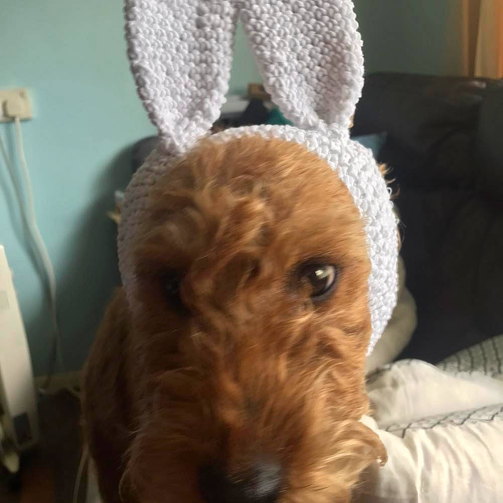 Peppa is registered to the contest to win money with this photo: canidae, carnivore, comfort, companion_dog, dog, dog_breed, ear, fawn, fur, labradoodle, liver, plush, snout, sporting_group, stuffed_toy, terrestrial_animal, terrier, toy_dog, whiskers, working_animal