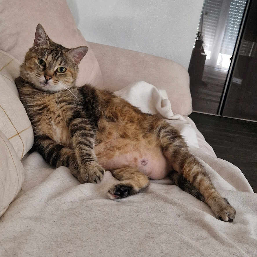 Kayla a rejoint le concours — aidez-le/la à gagner de superbes lots ! animal, blanket, cat, couch, cozy, decor, ears, feline, fur, furniture, giraffe, indoor, living_room, paw, pet, relaxed, resting, tabby_cat, whiskers, wooden_figurine