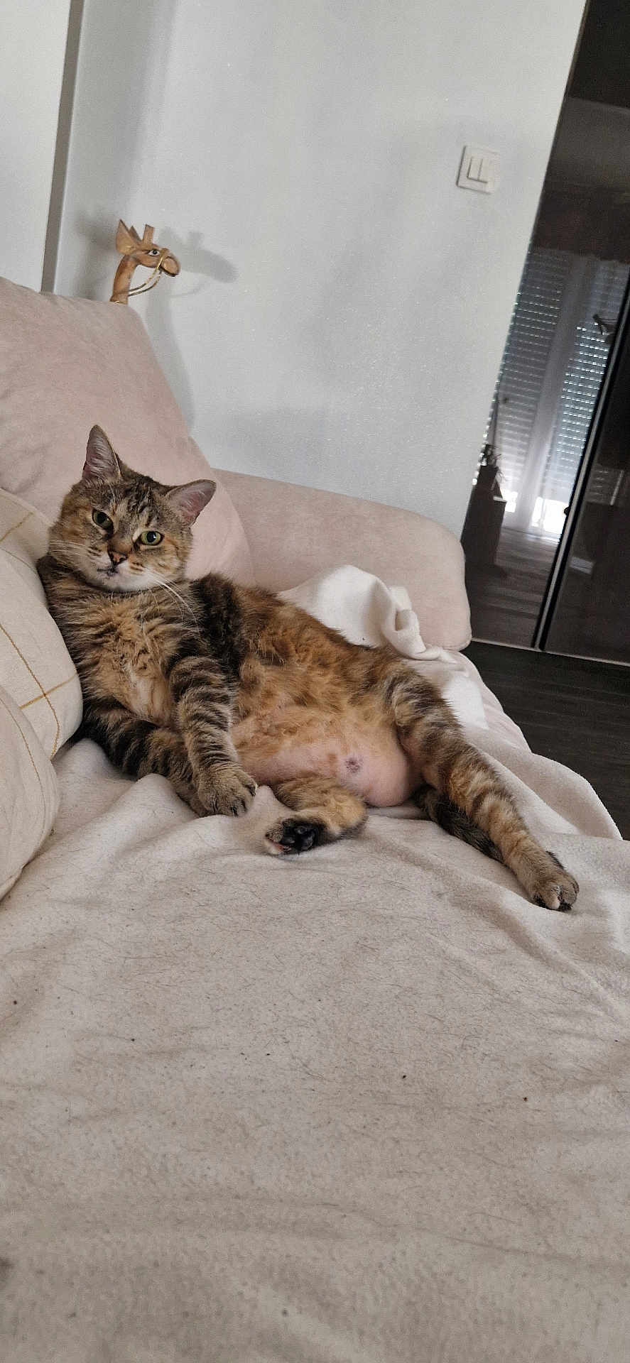 Kayla a rejoint le concours — aidez-le/la à gagner de superbes lots ! cat, tabby_cat, couch, blanket, indoor, relaxed, furniture, pet, animal, living_room, wooden_figurine, giraffe, decor, cozy, feline, fur, whiskers, ears, paw, resting