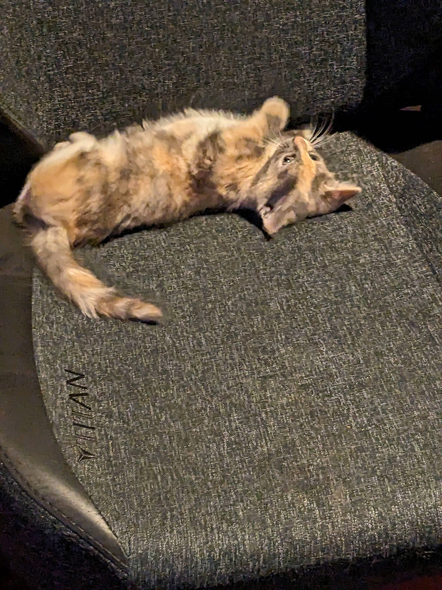 Tillie joined the competition — help win amazing prizes! asphalt, big_cats, carnivore, cat, claw, comfort, companion_dog, dog_breed, domestic_short_haired_cat, fawn, felidae, flooring, fur, paw, small_to_medium_sized_cats, snout, tail, terrestrial_animal, trampolining_equipment_and_supplies, whiskers