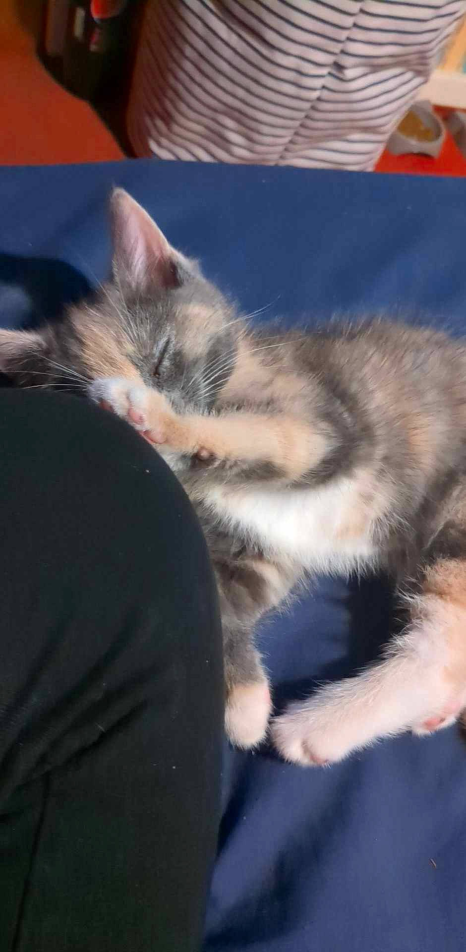 Tillie joined the competition — help win amazing prizes! carnivore, cat, claw, cloud, comfort, domestic_short_haired_cat, eye, felidae, foot, fur, human_leg, lap, nap, paw, sitting, sleep, small_to_medium_sized_cats, snout, tail, whiskers