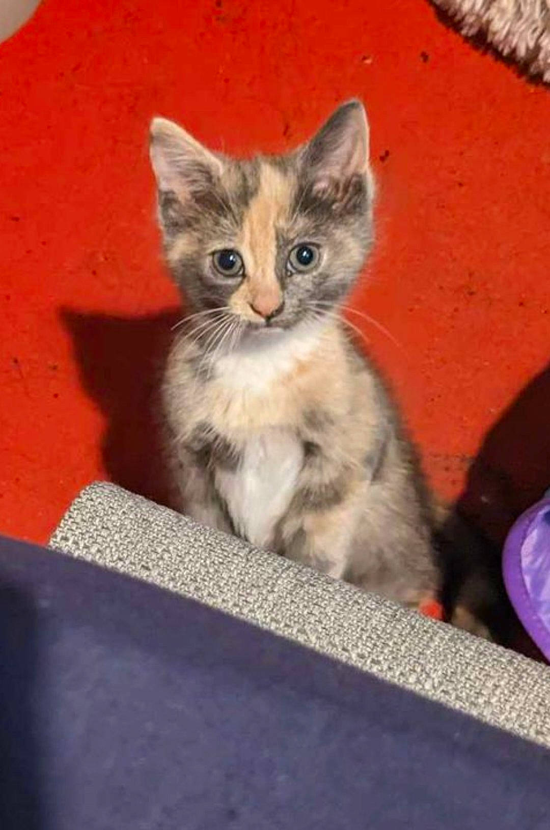 Tillie is registered to the contest to win money with this photo: carnivore, cat, cat_supply, cat_toy, claw, domestic_short_haired_cat, door, fawn, felidae, fur, paw, photo_caption, sitting, small_to_medium_sized_cats, snout, tail, whiskers, window