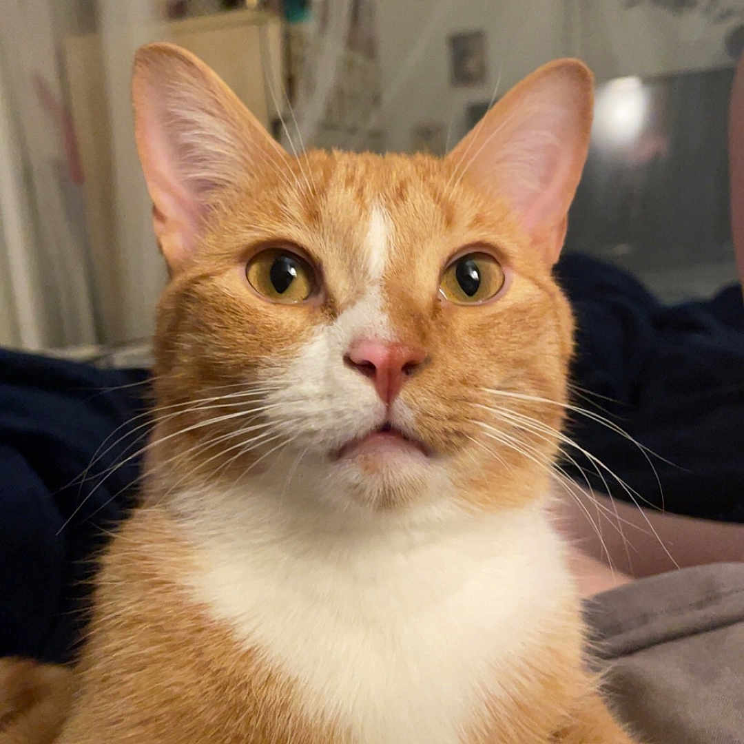 Felipe is registered to the contest to win money with this photo: abyssinian, angora, animal, architecture, building, cat, couch, furniture, hardwood, indoors, kitten, livingroom, manx, pet, plywood, room, siamese, wood