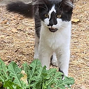Bella is registered to the contest to win money with this photo: cat, animal, black_and_white, outdoor, plant, leafy, wheelbarrow, tire, dry_ground, curious, pet, fur, nature, whiskers, green, garden, walking, young_cat, closeup, daylight