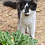cat, animal, black_and_white, outdoor, plant, leafy, wheelbarrow, tire, dry_ground, curious, pet, fur, nature, whiskers, green, garden, walking, young_cat, closeup, daylight