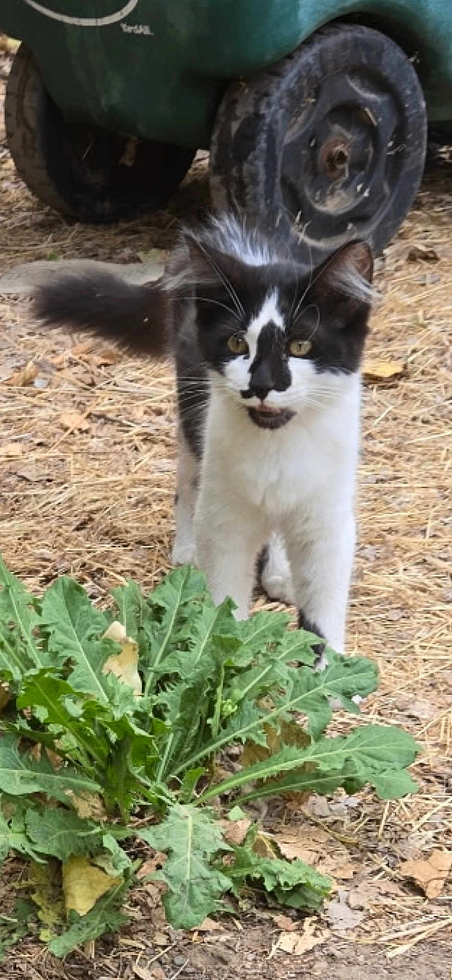 Bella