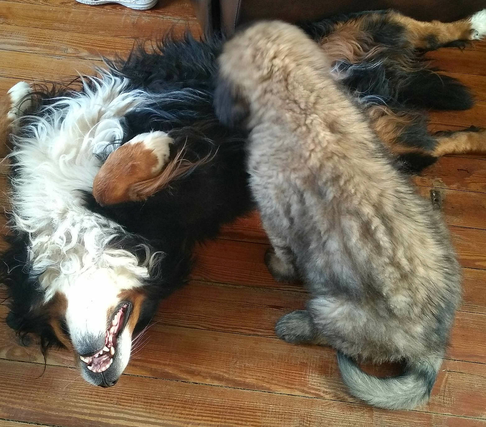 Rosco participe au concours pour gagner de l'argent avec cette photo : canidae, carnivore, cat, claw, companion_dog, dog, dog_breed, felidae, fur, paw, small_to_medium_sized_cats, tail