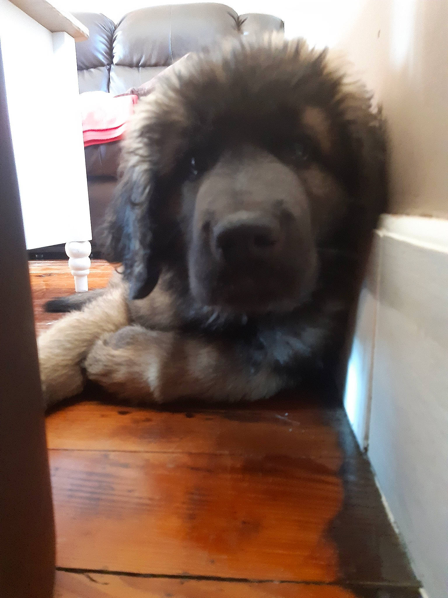 Rosco a rejoint le concours — aidez-le/la à gagner de superbes lots ! ancient_dog_breeds, canidae, carnivore, caucasian_shepherd_dog, companion_dog, dog, dog_breed, fawn, fur, gaddi_kutta, giant_dog_breed, leonberger, mammal, newfoundland, nose, snout, sporting_group, vertebrate