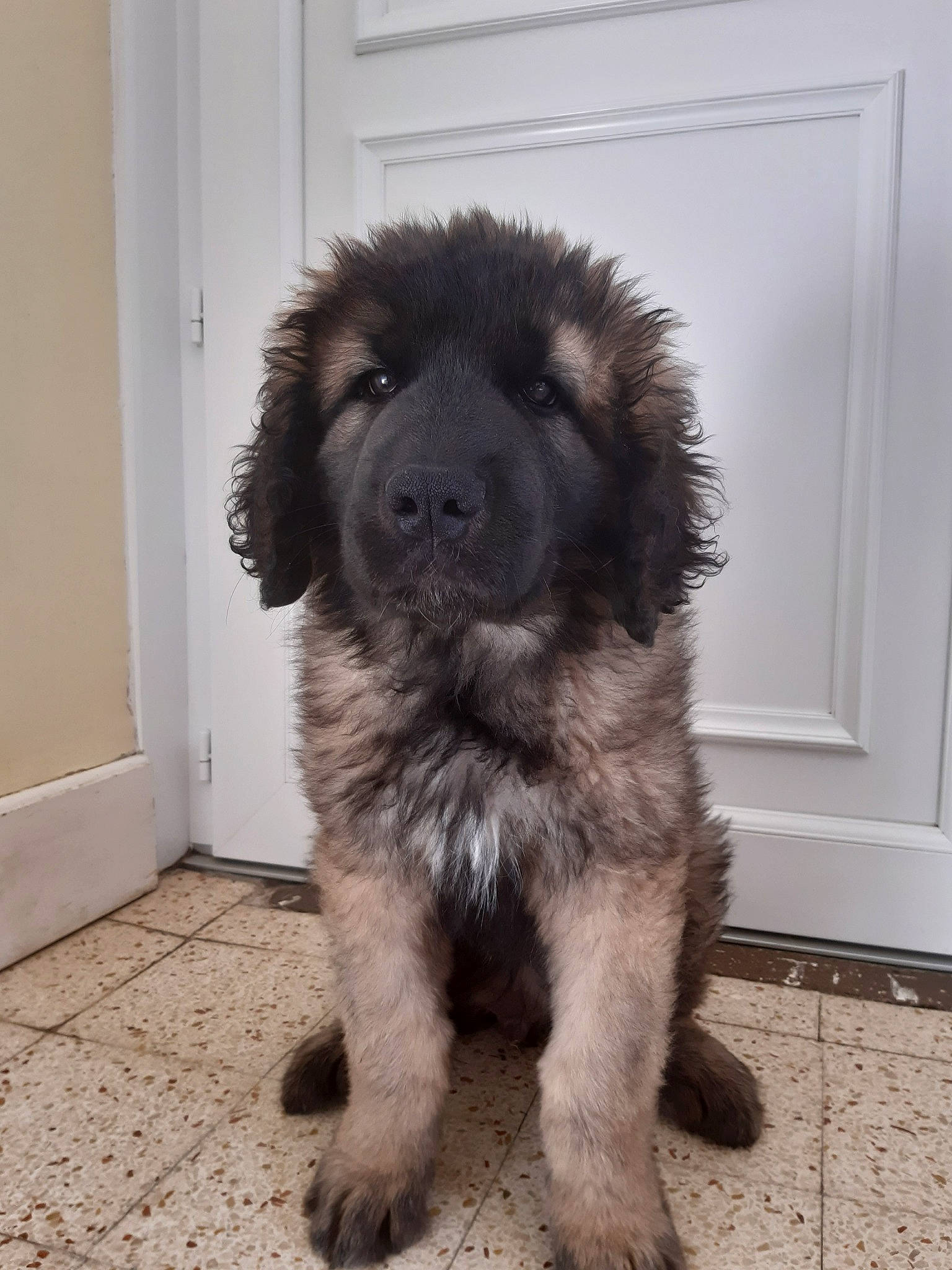 Rosco participe au concours pour gagner de l'argent avec cette photo : ancient_dog_breeds, canidae, carnivore, caucasian_shepherd_dog, companion_dog, dog, dog_breed, fawn, giant_dog_breed, leonberger, mammal, newfoundland, puppy, rare_breed_dog, sarplaninac, snout, sporting_group, vertebrate