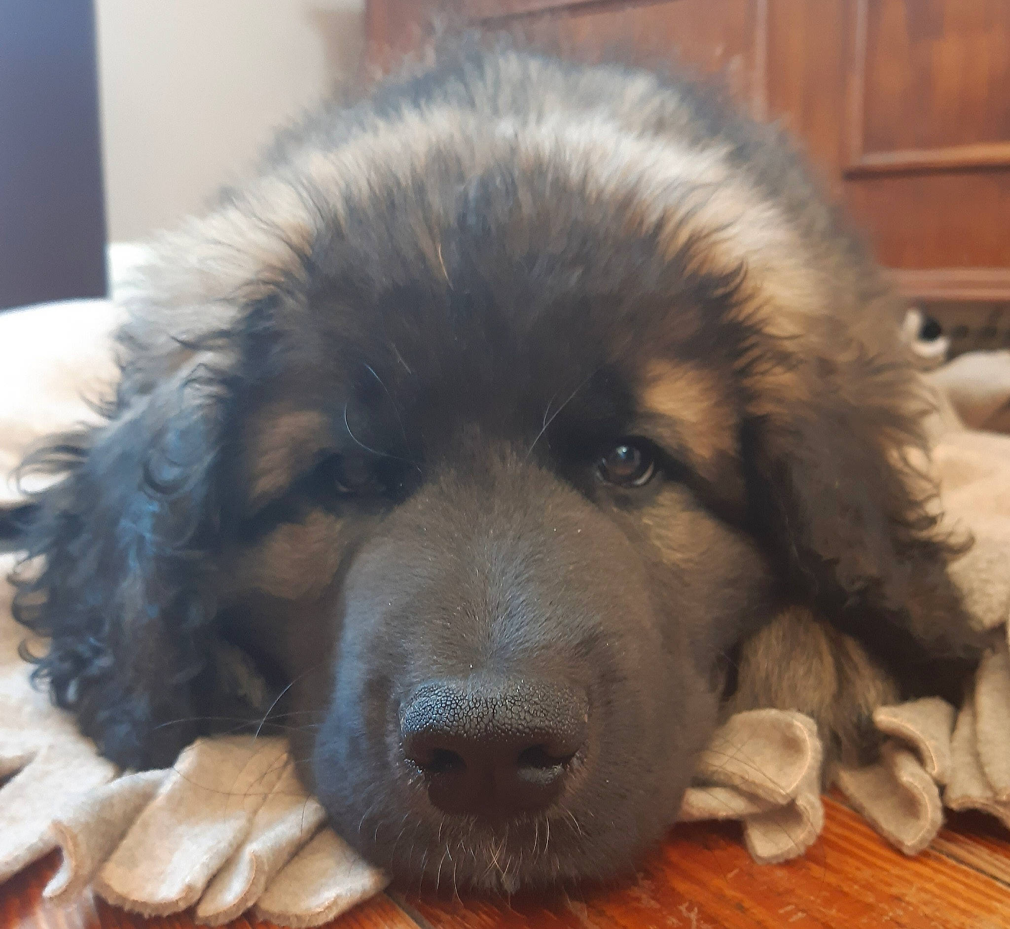 Rosco a rejoint le concours — aidez-le/la à gagner de superbes lots ! ancient_dog_breeds, canidae, carnivore, caucasian_shepherd_dog, companion_dog, dog, dog_breed, fur, gaddi_kutta, giant_dog_breed, leonberger, mammal, nose, puppy, rare_breed_dog, sarplaninac, snout, sporting_group, tibetan_mastiff, vertebrate