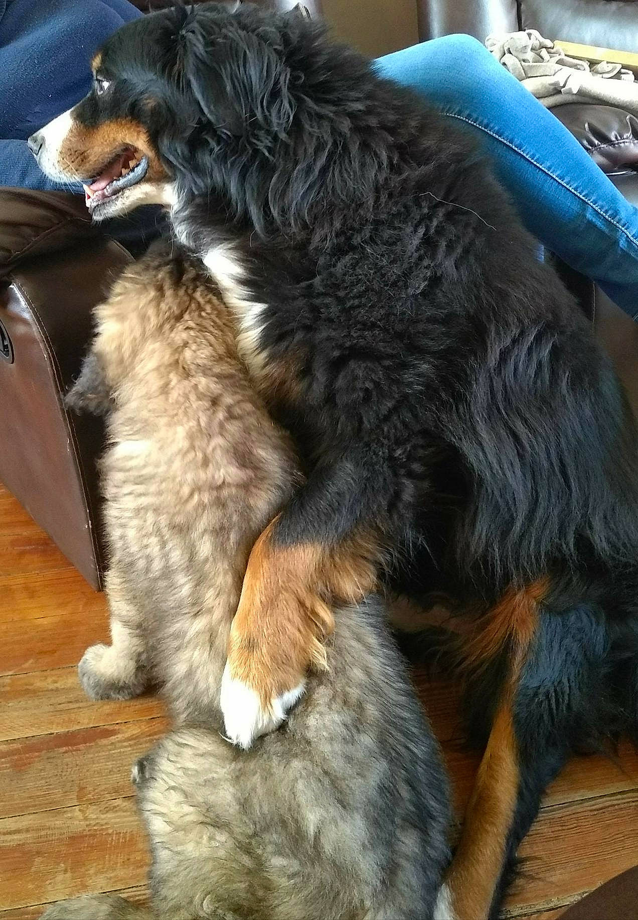 Icare a rejoint le concours — aidez-le/la à gagner de superbes lots ! bernese_mountain_dog, canidae, carnivore, companion_dog, dog, dog_breed, english_shepherd, fur, mammal, snout, sporting_group, vertebrate