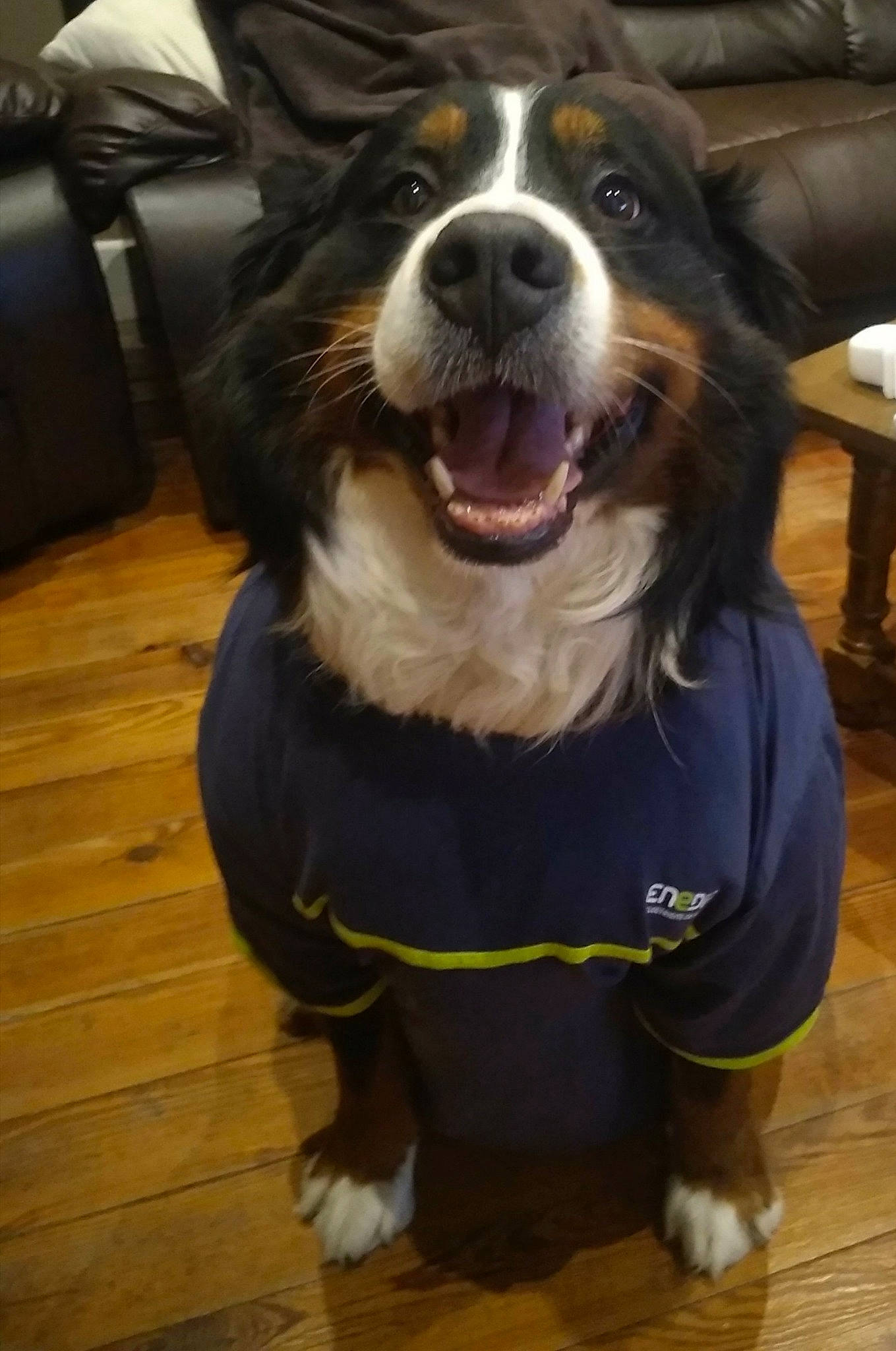 Icare a rejoint le concours — aidez-le/la à gagner de superbes lots ! appenzeller_sennenhund, bernese_mountain_dog, canidae, carnivore, companion_dog, dog, dog_breed, english_shepherd, entlebucher_mountain_dog, greater_swiss_mountain_dog, mammal, snout, sporting_group, vertebrate, working_dog