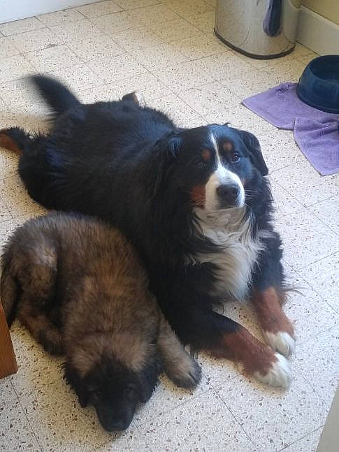 Icare participe au concours pour gagner de l'argent avec cette photo : bernese_mountain_dog, canidae, carnivore, companion_dog, dog, dog_breed, english_shepherd, fawn, mammal, puppy, small_greek_domestic_dog, sporting_group, vertebrate, working_dog