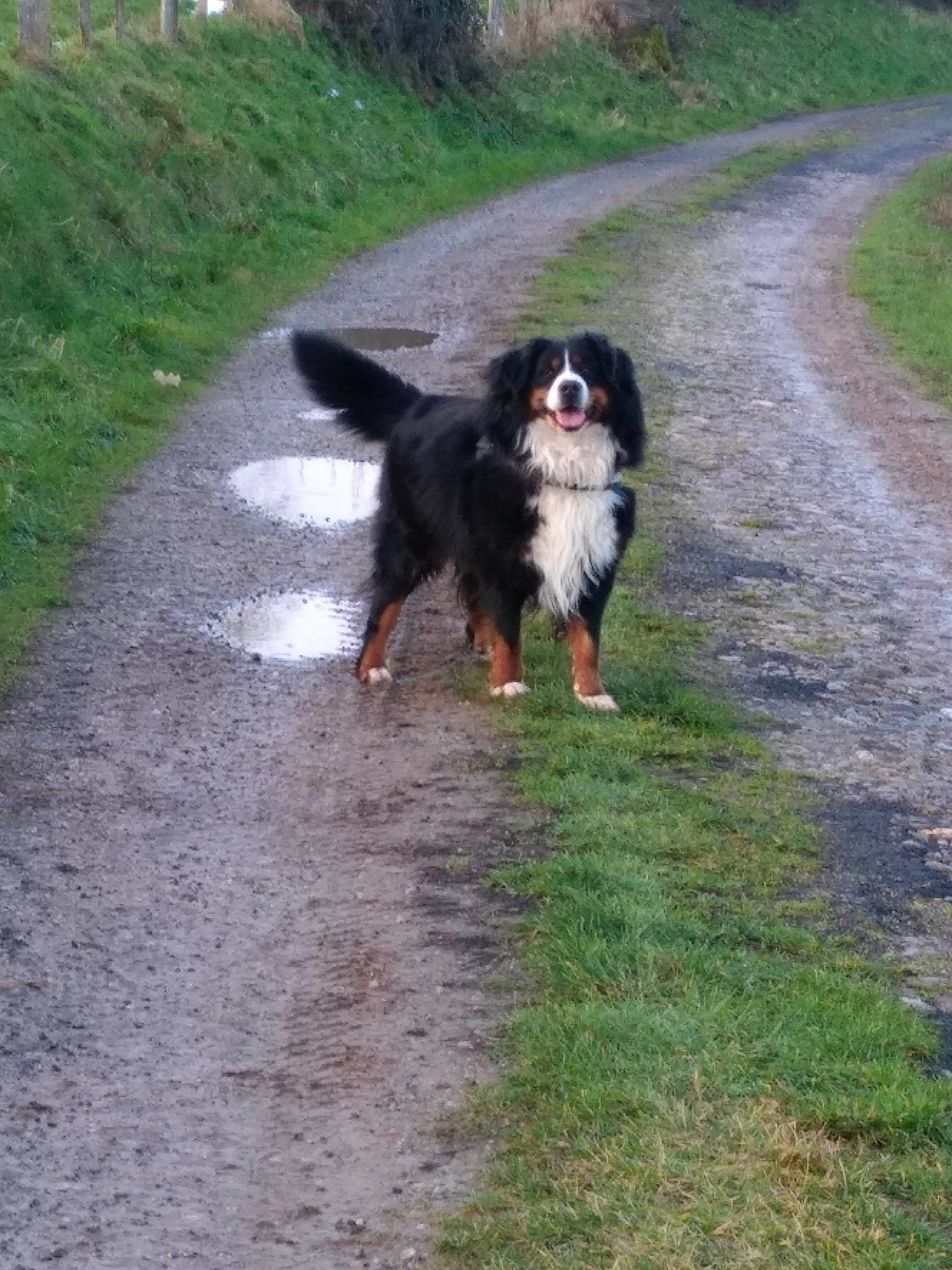 Icare a rejoint le concours — aidez-le/la à gagner de superbes lots ! australian_collie, australian_shepherd, bernese_mountain_dog, canidae, carnivore, companion_dog, dog, dog_breed, english_shepherd, entlebucher_mountain_dog, herding_dog, mammal, sporting_group, vertebrate, working_dog