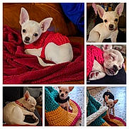 Alba participe au concours pour gagner de l'argent avec cette photo : blanket, chihuahua, collage, colorful, couch, cozy, crocheted_rug, curious, cute, dog, floor, indoor, knitted_sweater, pet, playing, puppy, resting, sleeping, small_dog, white_dog