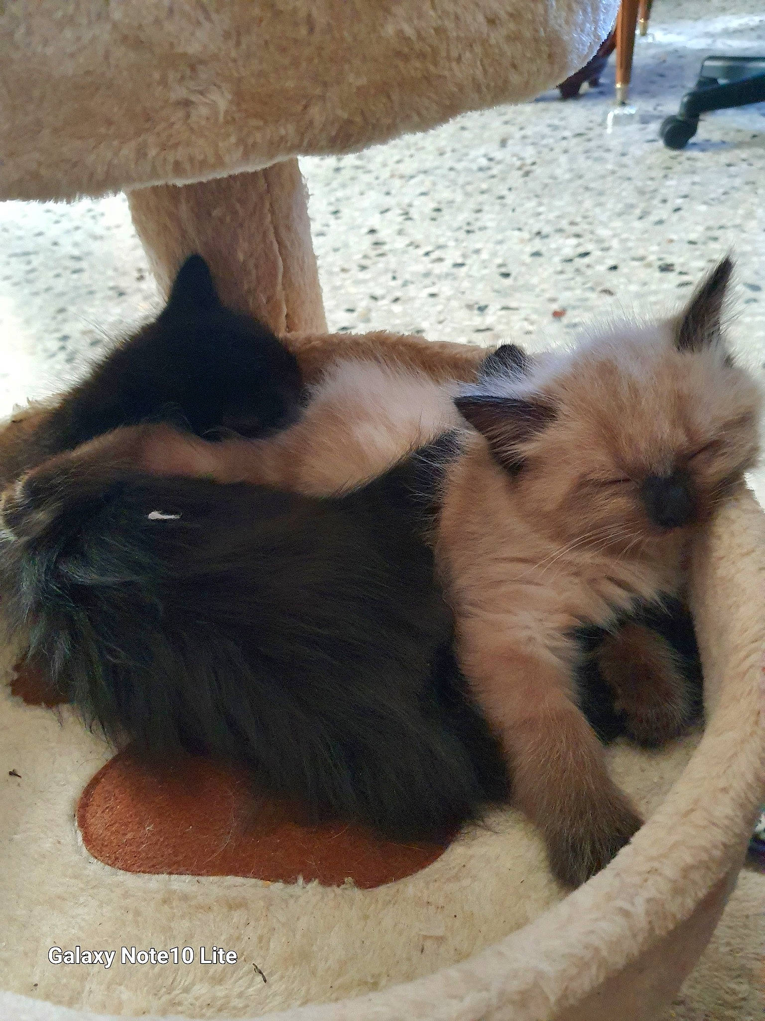 Pastella participe au concours pour gagner de l'argent avec cette photo : balinese, canidae, carnivore, cat, comfort, dog_breed, fawn, felidae, fur, siamese, small_to_medium_sized_cats, snout, tail, terrestrial_animal, thai, whiskers, working_animal