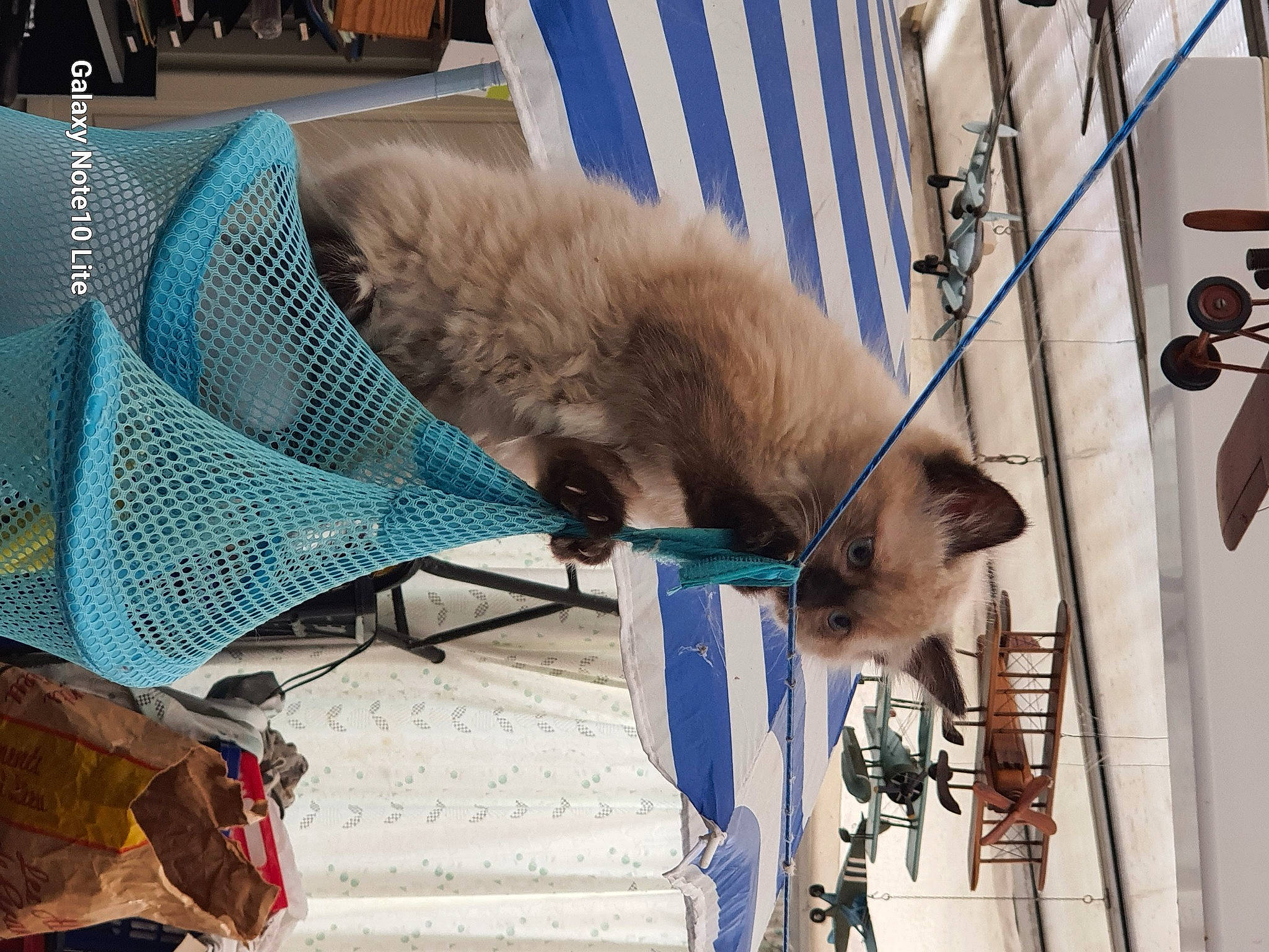 Pastella a rejoint le concours — aidez-le/la à gagner de superbes lots ! canidae, carnivore, cat, claw, collar, comfort, dog_breed, domestic_short_haired_cat, fawn, felidae, fur, russian_blue, small_to_medium_sized_cats, snout, sporting_group, tail, whiskers, working_animal