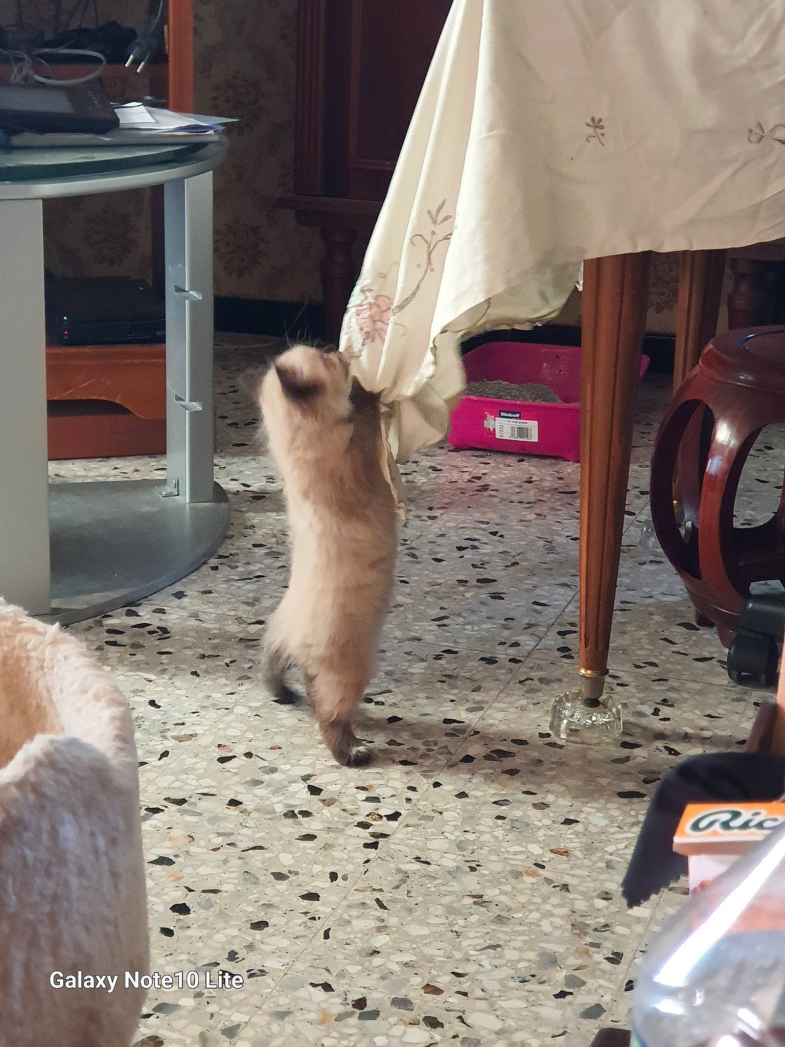 Pastella a rejoint le concours — aidez-le/la à gagner de superbes lots ! automotive_tire, canidae, carmine, carnivore, cat, event, fawn, felidae, fender, flooring, foot, fur, gas, human_leg, mammal, siamese, small_to_medium_sized_cats, tail, whiskers, wood