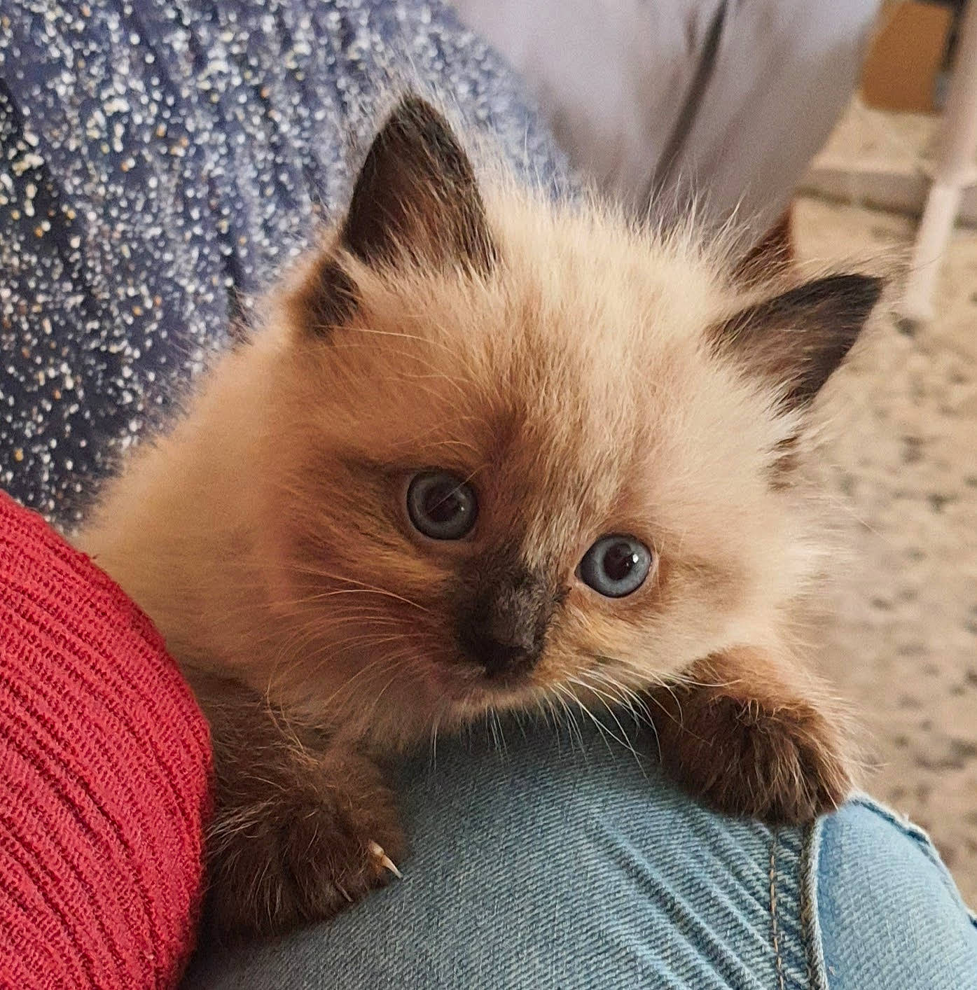 Pastella participe au concours pour gagner de l'argent avec cette photo : birman, carnivore, cat, claw, comfort, eye, face, fawn, felidae, fur, siamese, small_to_medium_sized_cats, snout, whiskers